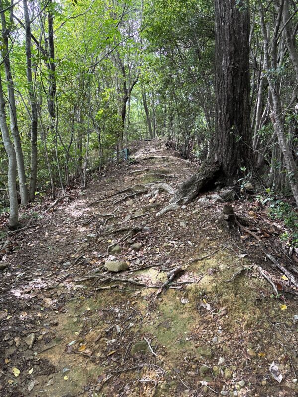 うぬまの森から明王山への登山道2