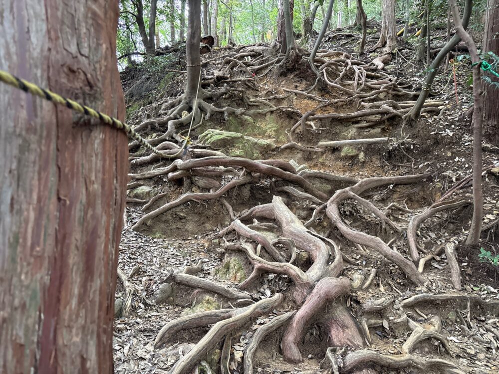 馬の背登山道後半の根っこの急登