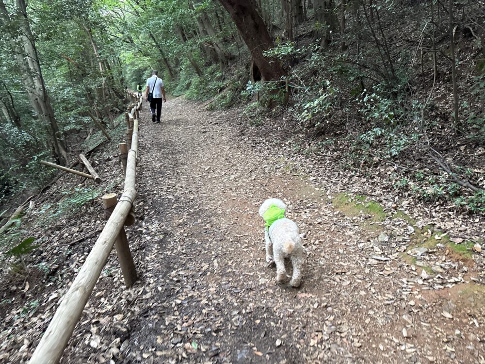 七曲り登山道の緩やかで歩きやすい道