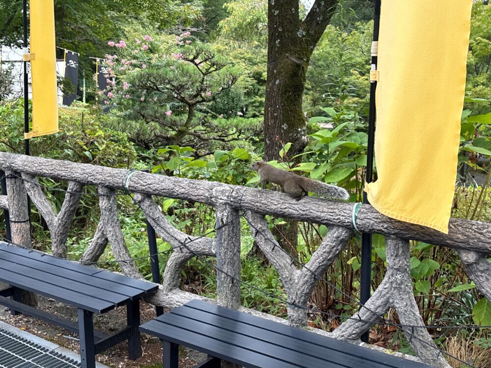 登山道で見かけたリス