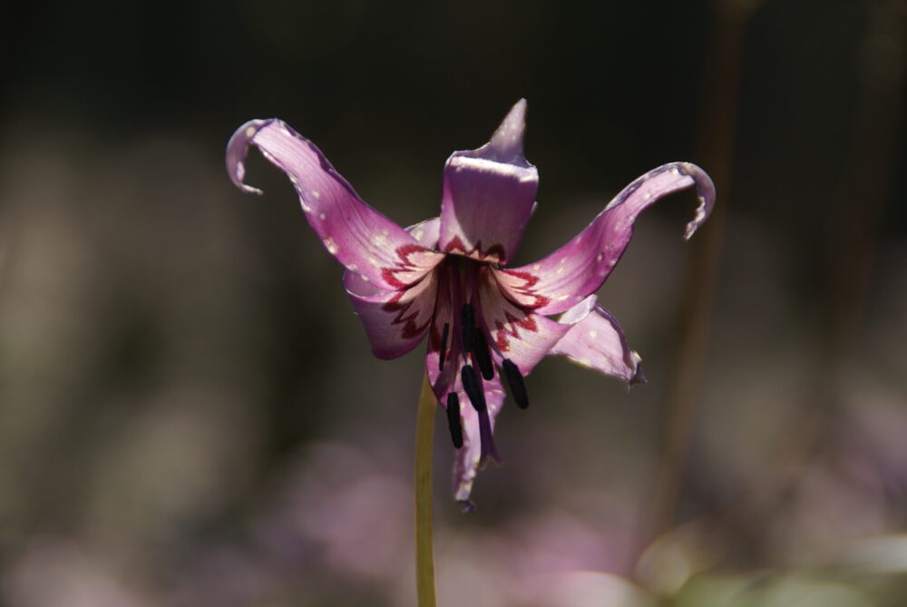鳩吹山で撮影したカタクリの花