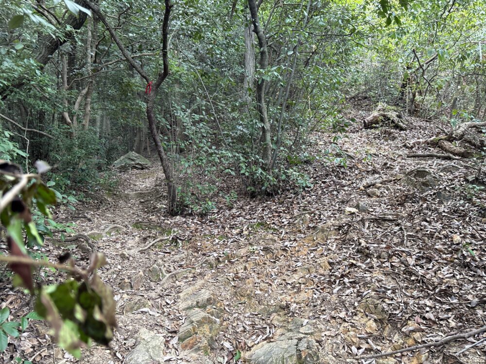 鷹巣山から金華山へ向かう見落としやすいUターン状の分岐