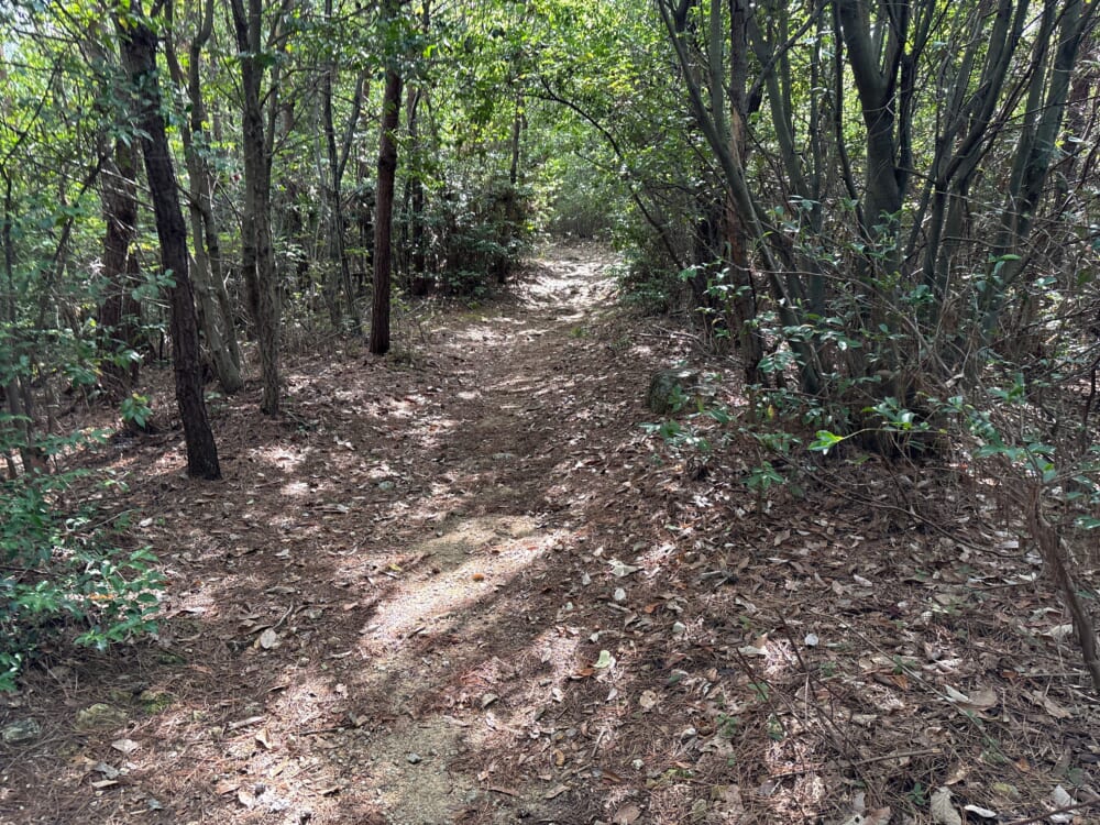分岐から北山展望台方面へ続くなだらかな登山道