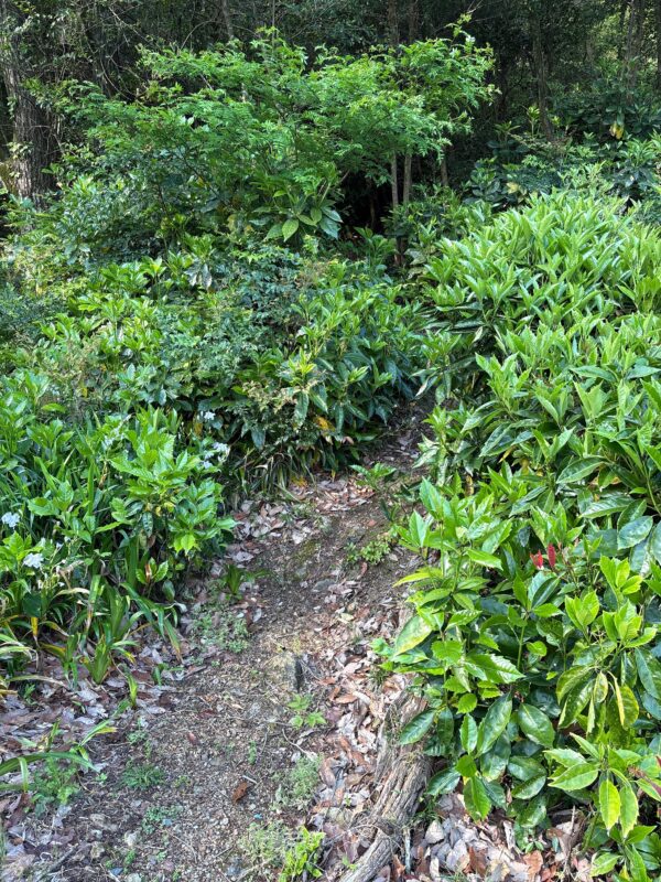 岩田山近くにある三峰山への登山口