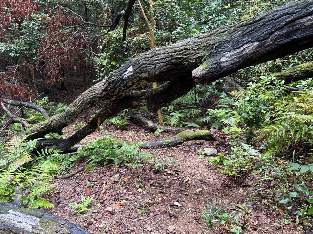 向山へ向かう登山道を横切る倒木