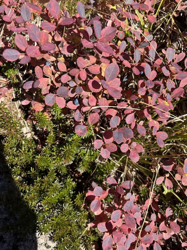 南竜ヶ馬場からトンビ岩コースへ続く登山道の紅葉した低木