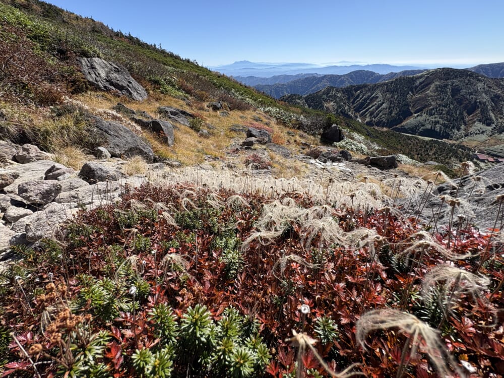 トンビ岩コースのチングルマの草紅葉と綿毛